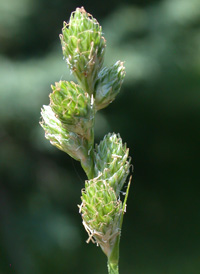 Eastern Straw Sedge