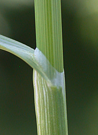 Eastern Straw Sedge