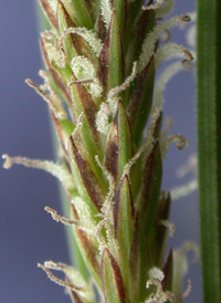 Upright Sedge