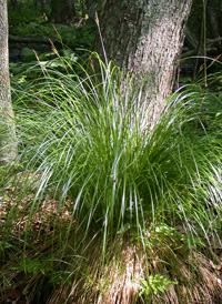 Upright Sedge