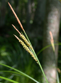 Upright Sedge