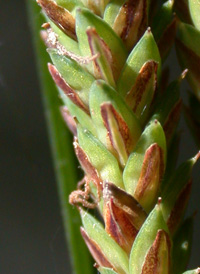 Upright Sedge