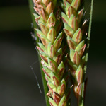 Upright Sedge