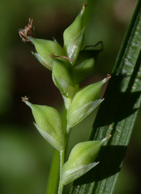 Bent Sedge