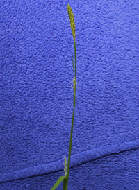 Bent Sedge