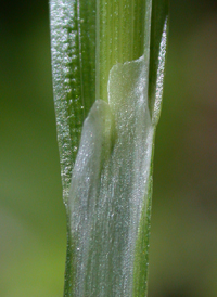 Bent Sedge