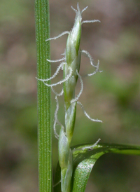 Bent Sedge