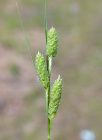 Swan's Sedge