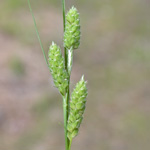Swan's Sedge Swan's Sedge