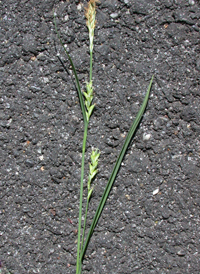 Rigid Sedge