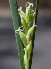 Rigid Sedge