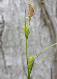 Rigid Sedge