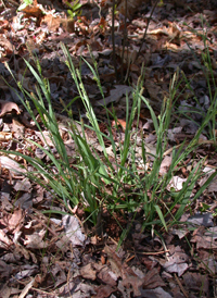 Rigid Sedge