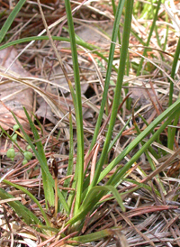 Shaved Sedge