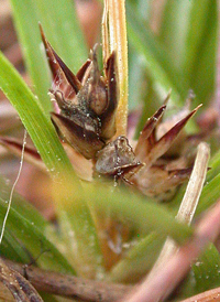 Shaved Sedge