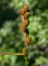 Blunt Broom Sedge