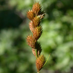 Blunt Broom Sedge Blunt Broom Sedge