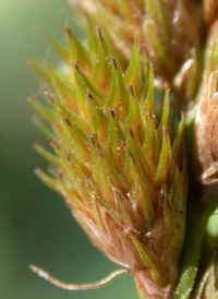 Blunt Broom Sedge