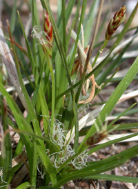 Parasol Sedge