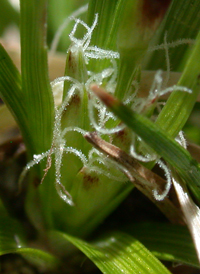 Parasol Sedge