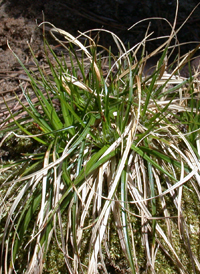 Parasol Sedge