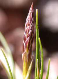 Parasol Sedge