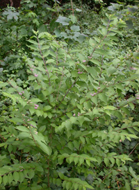 Chinese Beautyberry