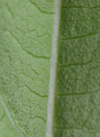 Chinese Beautyberry