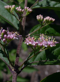 Chinese Beautyberry