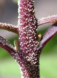 Chinese Beautyberry