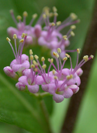 Chinese Beautyberry