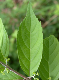 Chinese Beautyberry