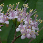 Chinese Beautyberry Chinese Beautyberry