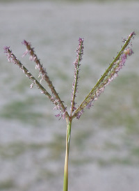 Bermuda-grass