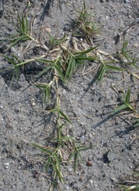 Bermuda-grass