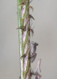 Bermuda-grass