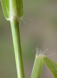 Bermuda-grass