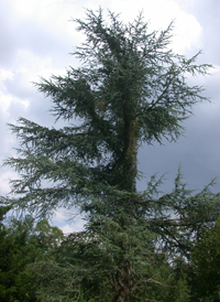 Atlas Cedar