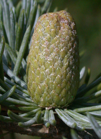 Atlas Cedar