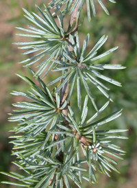 Atlas Cedar