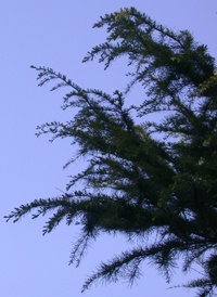 Deodar Cedar