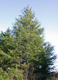 Deodar Cedar