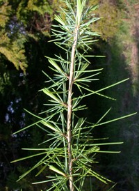 Deodar Cedar