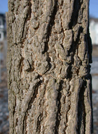 Common Hackberry