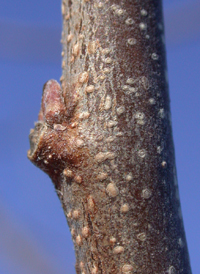 Common Hackberry