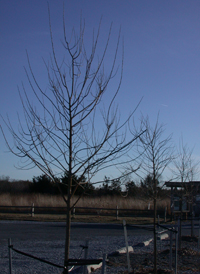 Common Hackberry