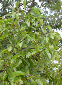 Dwarf Hackberry