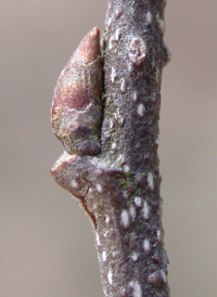 Dwarf Hackberry