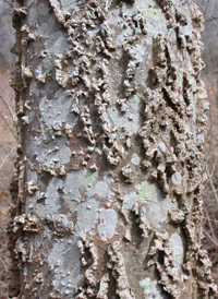 Dwarf Hackberry