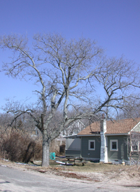 Dwarf Hackberry